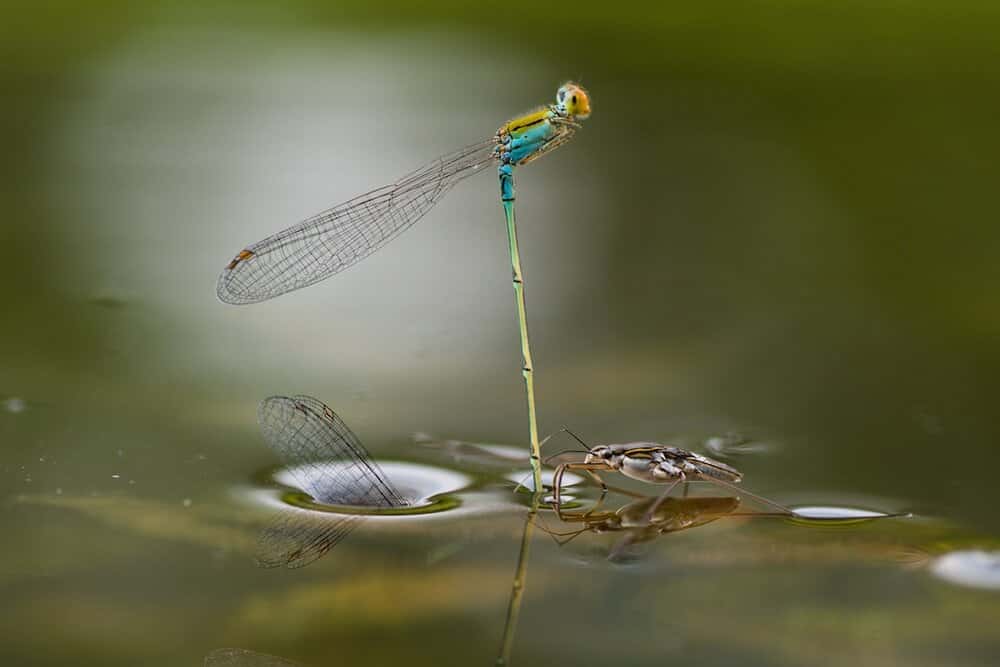 <i>Mating Underwater</i>. © Ripan Biswas (Inde)