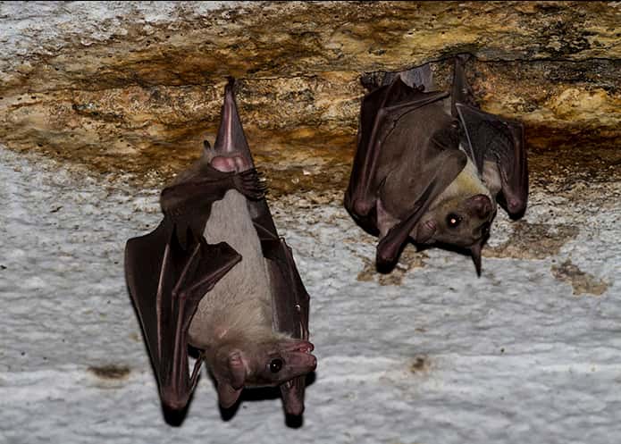 Le nouveau virus Měnglà a été détecté chez la roussette qui constitue le réservoir principal des filovirus. © Rajesh Puttaswamaiah, Bat Conservation India Trust