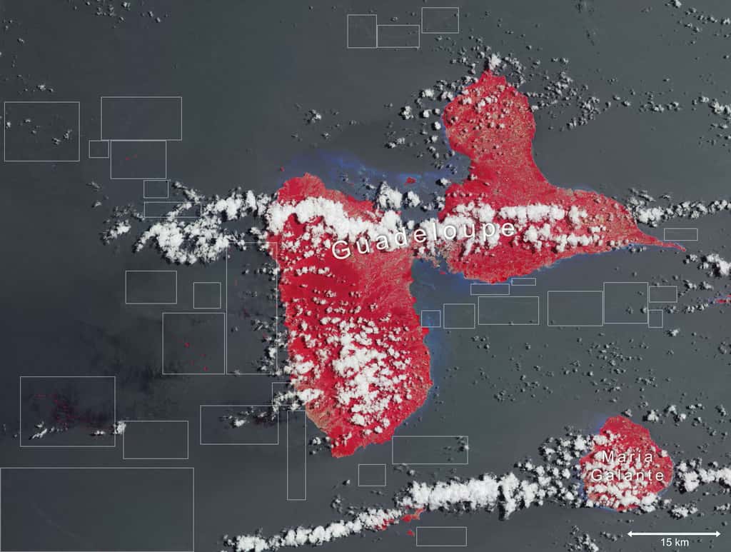 L’invasion des sargasses en Guadeloupe. Les zones entourées de rectangles dans l’océan indiquent les nappes d’algues : elles apparaissent en rose lorsqu’elles flottent et en gris sombre lorsqu’elles sont sous la surface. Les zones côtières bleues correspondent aux bas-fonds. © ESA