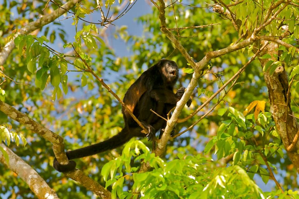 Le singe hurleur se nourrit de feuilles issues des plantations de bananes, ananas et palmiers à huile arrosées de pesticides. © Arturo de Frias Marques