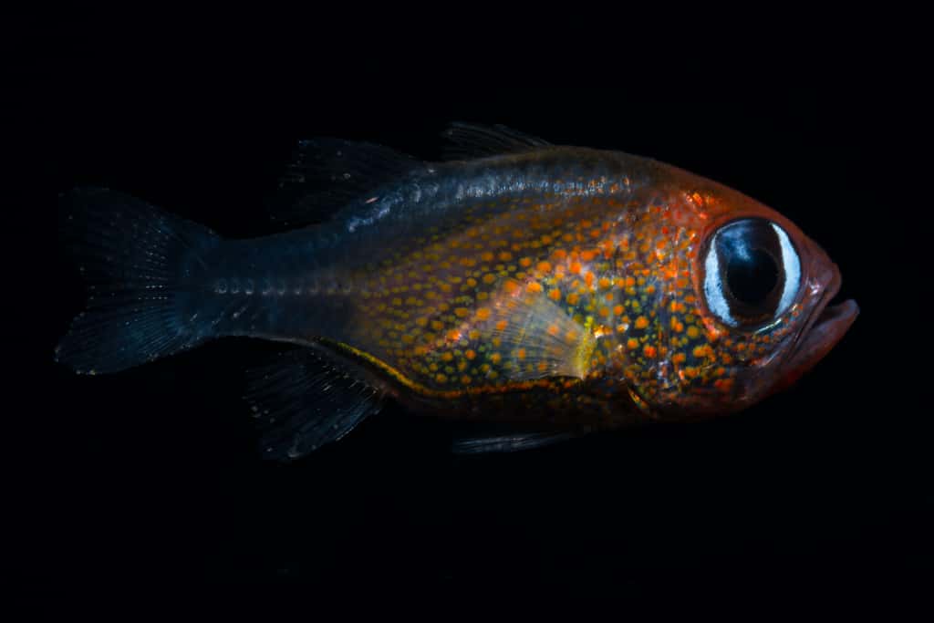 <em>Siphamia Arnazae</em> est un poisson cardinal originaire de Papouasie-Nouvelle-Guinée. © 2019 Mark Erdmann