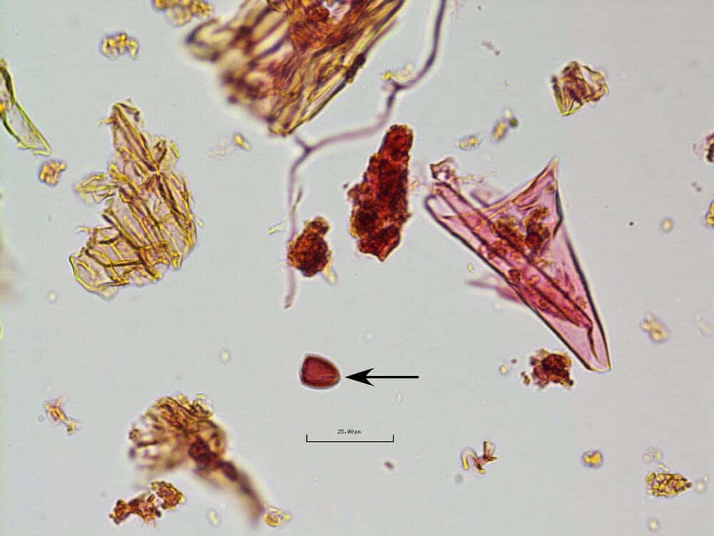 Les spores fongiques associées aux excréments des gros herbivores ont soudainement diminué dans les sédiments de cette époque. © Angelina G. Perrotti
