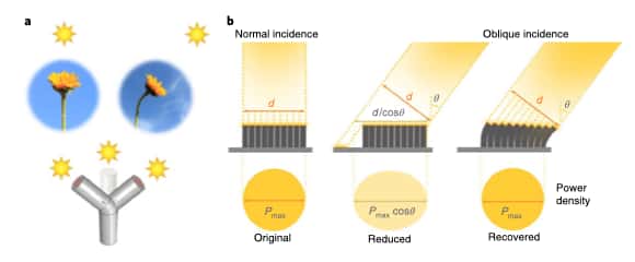 Grâce à sa tige orientable, le SunBOT se plie automatiquement vers la source lumineuse. De cette façon, la fleur récolte jusqu’à 400 % d’énergie en plus. © Xiaoshi Qian et al, Nature Nanotechnology, 2019.
