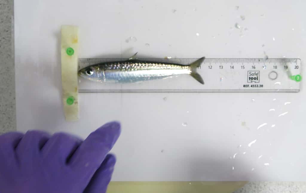 En Méditerranée, la taille des sardines est passée de 15 à 11 cm en moyenne en 10 ans. © Ifremer