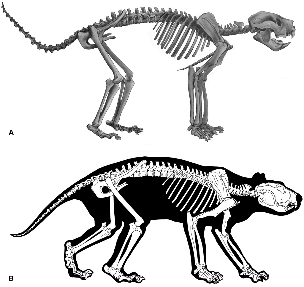 Une reconstruction du squelette et de la musculature de <i>Thylacoleo carnifex</i>. <i>© Roderick T. Wells et Aaron B. Camens, PlosOne, 2018</i>