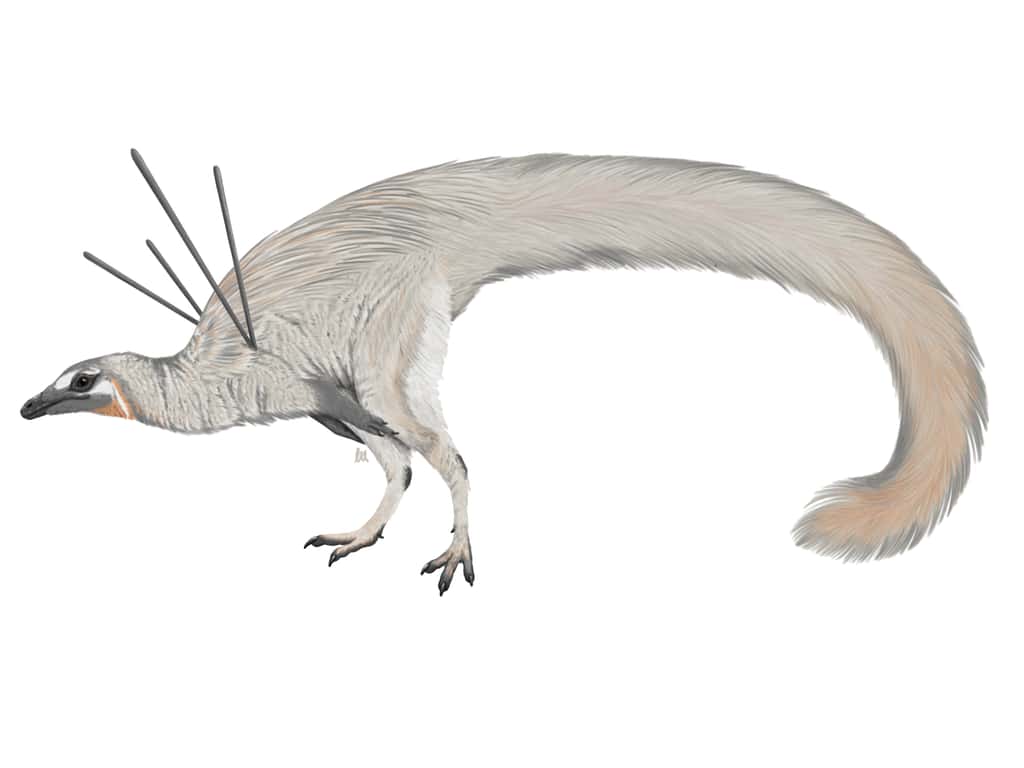 Ubirajara jubatus, un dinosaure à fourrure du Gondwana. © Luxquine, Wikimedia Commons