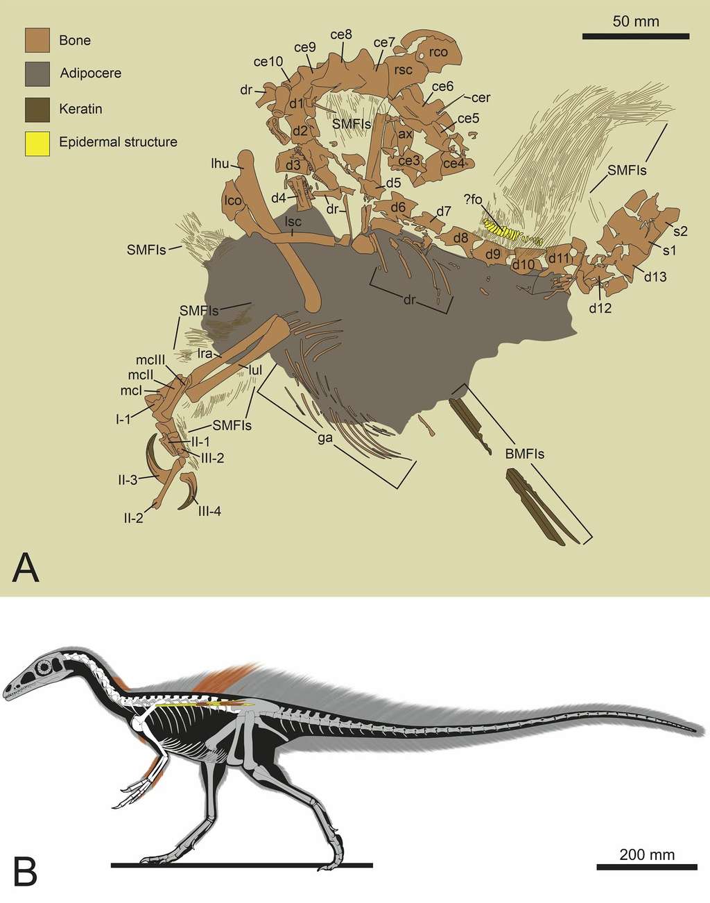 Le fossile fait apparaître une structure en kératine sur les épaules ainsi qu’une « fourrure » en cheveux sur le dos et les membres supérieurs. © Robert S.H. Smyth et al, Cretaceous Research, 2020