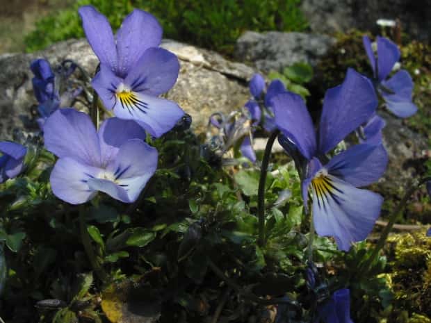 La pensée de Rouen, une espèce proche de <i>Viola cryana.</i> © Bouba, <em>Wikimedia Commons</em>, GFDL
