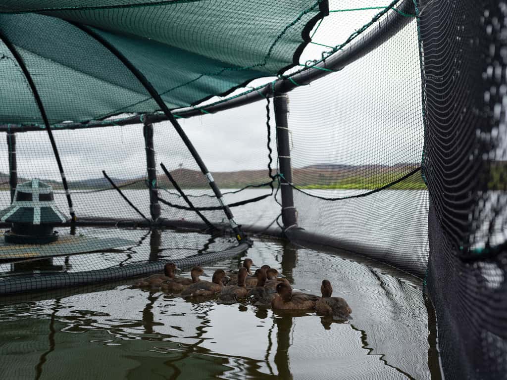 Une volière flottante fabriquée à partir d’anciennes cages à saumon permet aux canards de se familiariser en douceur à leur nouvel environnement. © Ben Sadd, WWT