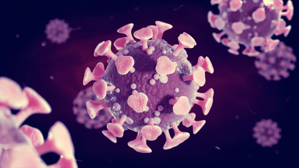 Le SADS-CoV est du même genre que les deux coronavirus communs du rhume qui affectent l’homme. © dottedyeti, Adobe Stoc