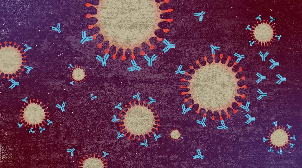 Les anticorps acquis après l’infection protègent-ils vraiment du coronavirus ? © Jason Busa, Adobe Stock