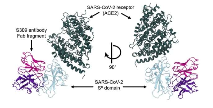 L’anticorps S309 se lie à une protéine de surface du SARS-CoV-2 et empêche ce dernier de se lier au récepteur ACE2 de la cellule hôte. © Dora Pinto et al, Nature, 2020
