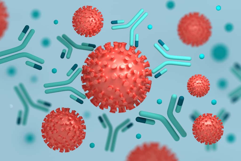 Les anticorps neutralisants viennent se fixer directement sur les protéines de pointe du virus pour l’inhiber. © dariaren, Adobe Stock