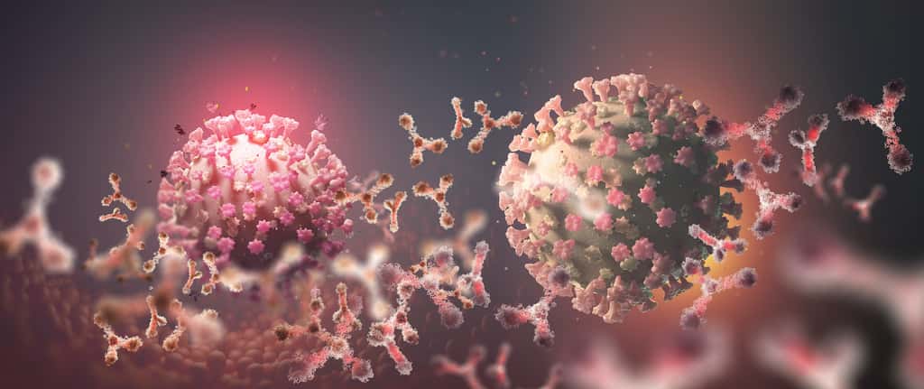 Les anticorps sont l'une des armes de l'organisme contre le coronavirus. © Siarhei, Adobe Stock