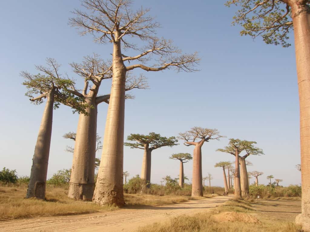  Le baobab Grandidier (<em>Adansonia grandidieri</em>) qui peut vivre jusqu’à 2.000 ans, n’est pourtant pas épargné par la culture sur brûlis, le surpâturage et l’exploitation de ses produits (écorce et fruits). © arkantor, iNaturalist