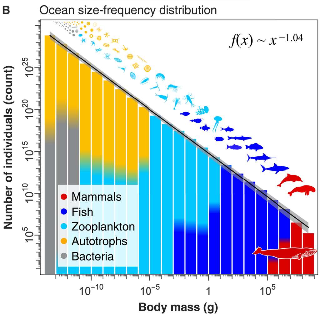 La répartition de biomasse totale de l'océan (poids humide) suit une pente régulière, la taille des organismes étant corrélée avec la biomasse globale de ces derniers. © Ian Hatton et al, Science Advances, 2021
