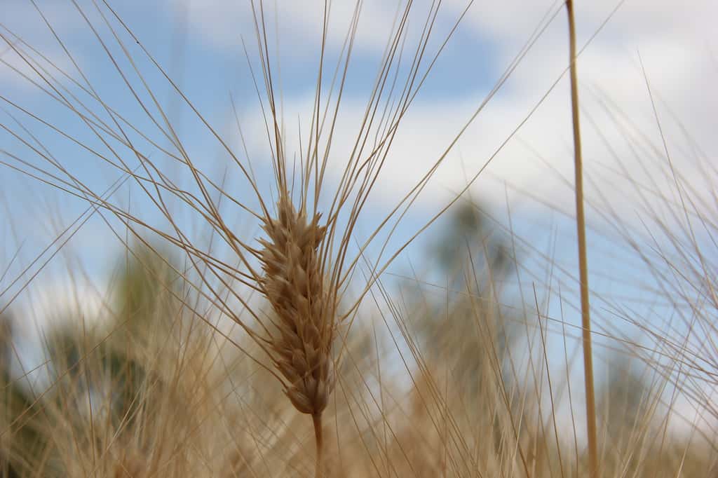 Le blé dur est particulièrement sensible aux aléas climatiques. © <em>Bioversity International</em>, Flickr