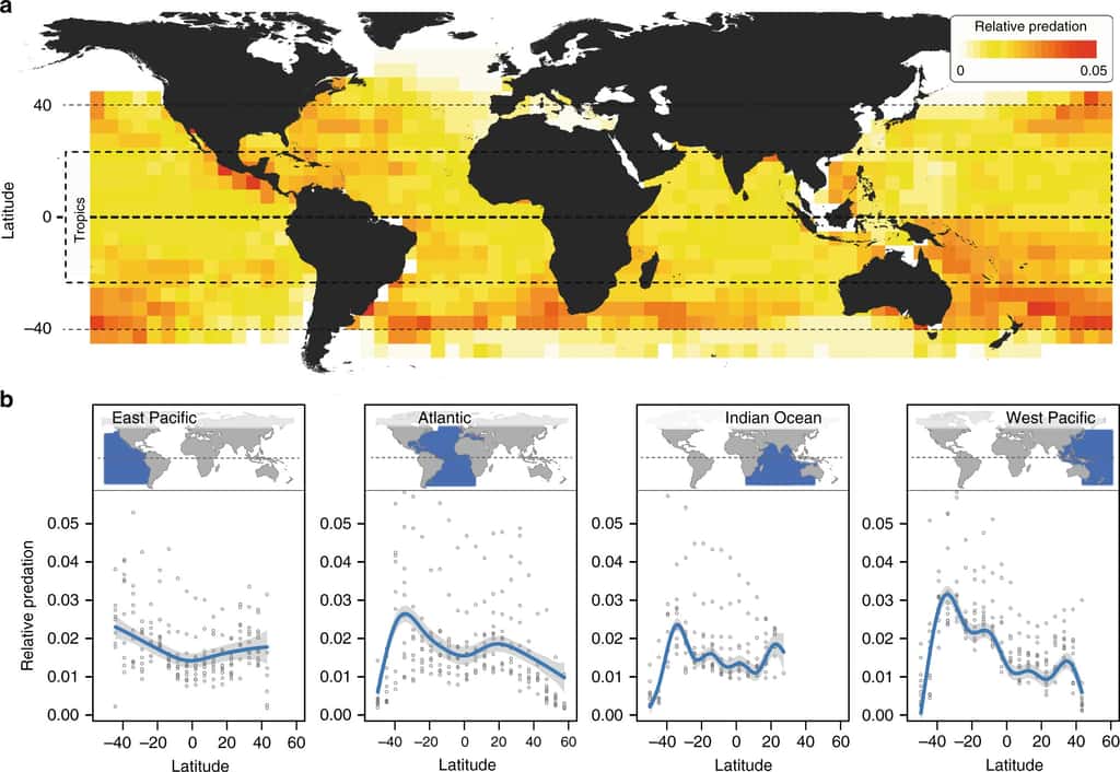 Carte du nombre d’attaques de poissons prédateurs (a) et pression de la prédation selon la latitude (b). © Marius Roesti et al, <em>Nature Communications</em>, 2020
