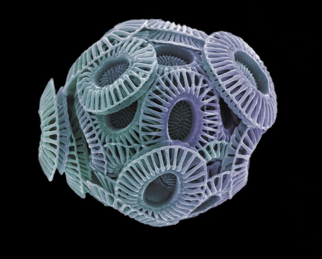Les coccolithophores sont des algues marines caractérisées par un exosquelette de plaques qui se chevauchent (coccolithes) composées de carbonate de calcium. © Richard D. Pancost et <em>al.</em>, <em>Nature</em>, 2013