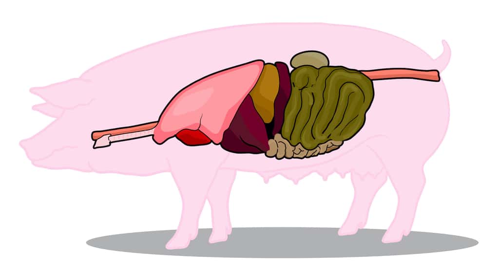 Le cochon est un bon candidat pour produire des organes de remplacement humains. © vetza_yayo, Adobe Stock