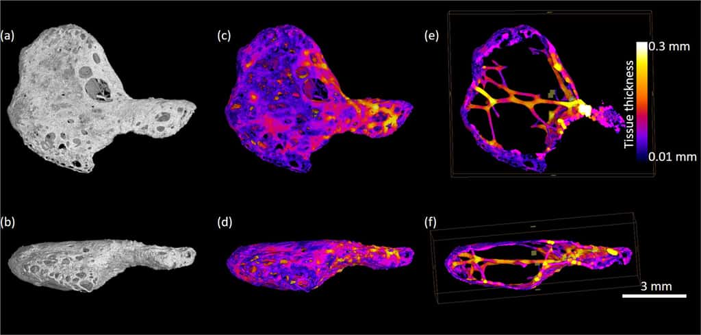 Image haute résolution du cordis à la microtomographie aux rayons X. © Catrin Rutland et al, Scientific Reports, 2020