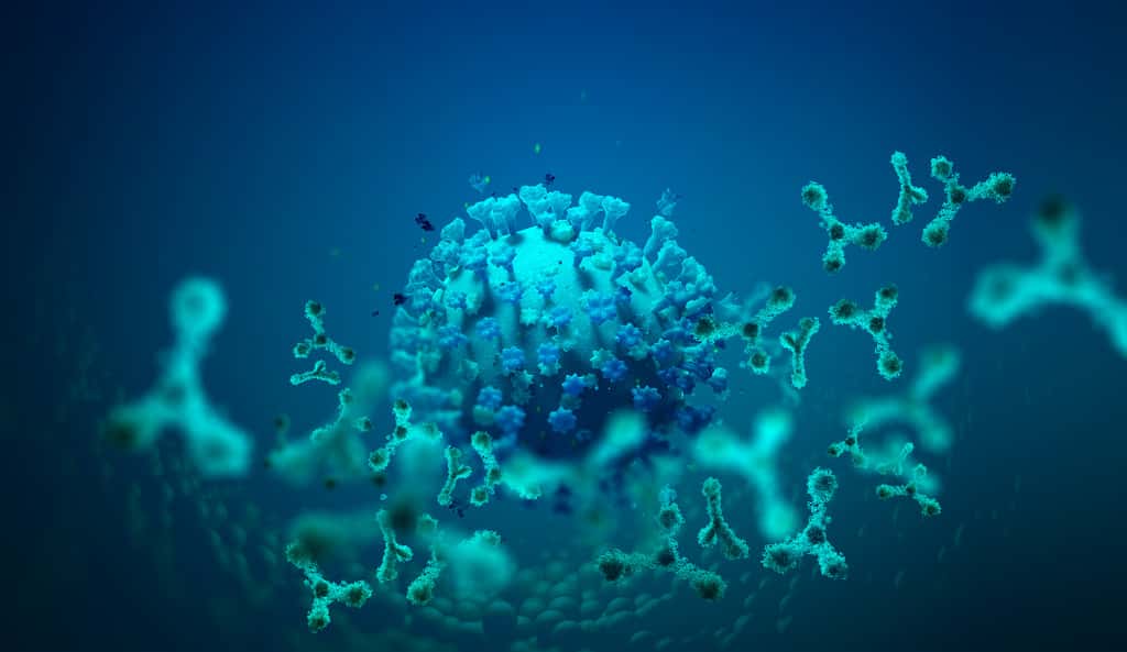 Le taux d'anticorps reflète notre capacité à nous défendre contre le virus. © Siarhei, Adobe Stock