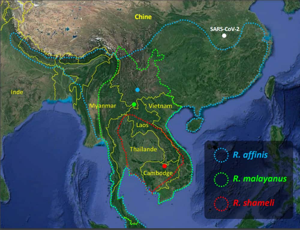 Distribution géographique des trois espèces de chauves-souris chez lesquelles des virus proches du SARS-CoV-2 ont été séquencés. Les points colorés indiquent les localités d’origine des virus RaTG13 (bleu), RmYN02 (vert), RshSTT182 et RshSTT200 (rouge). © Alexandre Hassanin, iucnredlist.org