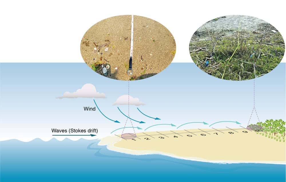 La majorité des gros déchets sont transportés par le vent jusqu’à l’arrière-côte où ils restent coincés dans la végétation. © CSIRO