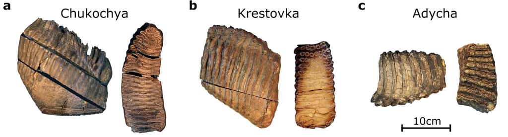 Les trois molaires de mammouth analysées. La plus ancienne, Krestovka, daterait de 1,2 million d’années. © Love Dàlen et al, Nature, 2021