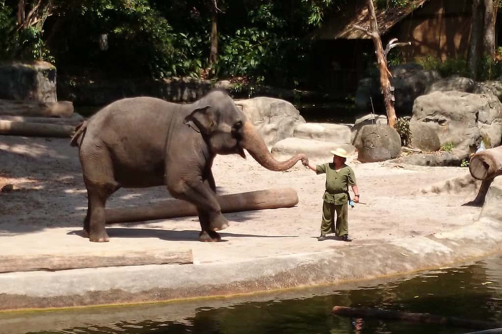 Les éléphants dans les zoos ont une activité physique similaire à celles de leurs congénères en liberté. © Benjamin Ho, Flickr