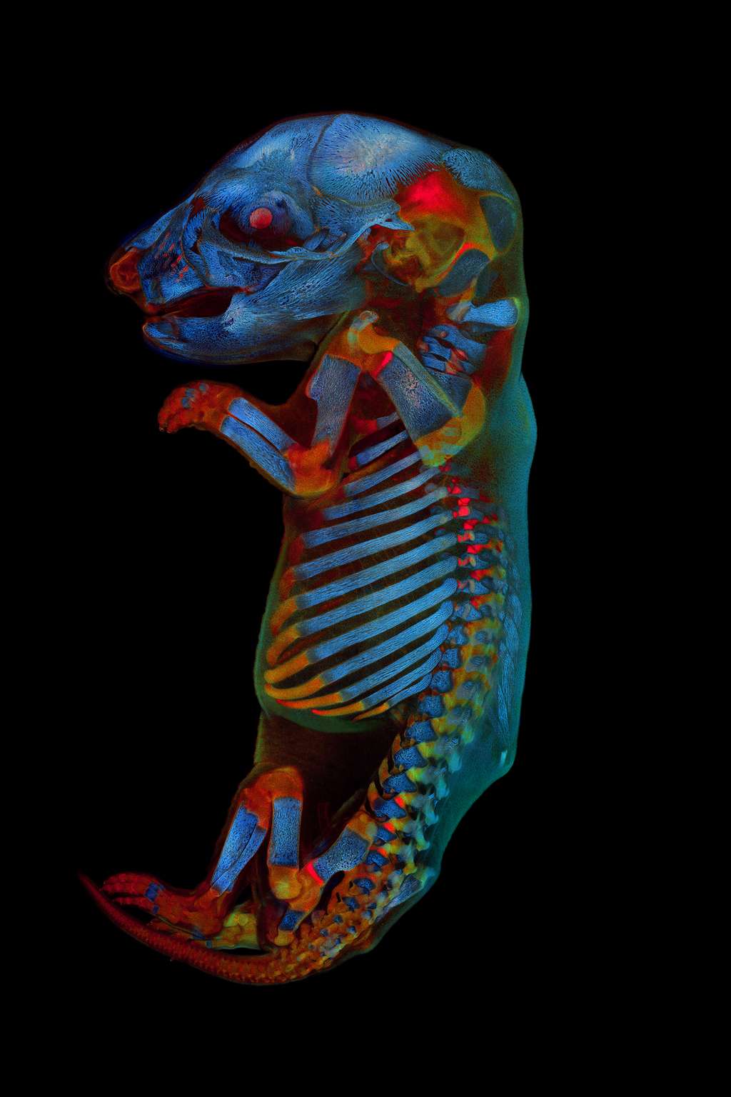 Embryon de rat entier. © Werner Zuschratter, Olympus<em> Image of the Year Award</em> 2020