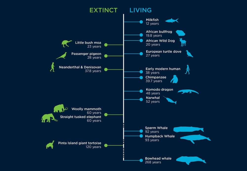 La baleine boréale détient le record du monde de longévité animale parmi les vertébrés, avec 268 ans de durée de vie. © Benjamin Mayne, CSIRO