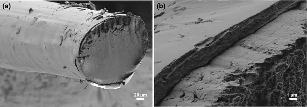 La fibre est constituée d’un cœur en cellulose d’environ 210 micromètres (µm) de diamètre entouré d’une gaine en acétate de cellulose de 3,40 µm. © Hannes Orelma et al, Cellulose, 2019