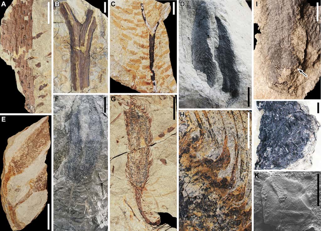 Les traces fossilisées de <i>Guangdedendron micrum</i>, l’unique espèce qu peuplait cette forêt du Dévonien. <i>© </i>Deming Wang<i> et al.</i>,<i> Current Biology</i>, 2019