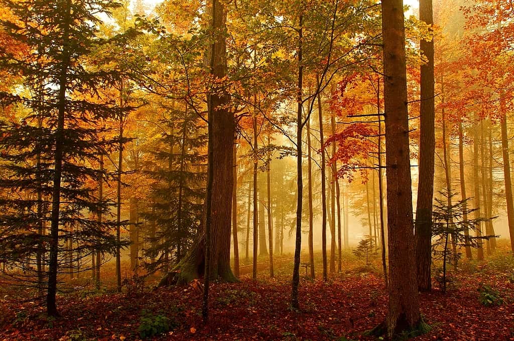 Lorsque leurs feuilles tombent, les arbres n’absorbent plus de CO<sub>2</sub>. © Jean-Daniel Echenard, Flickr