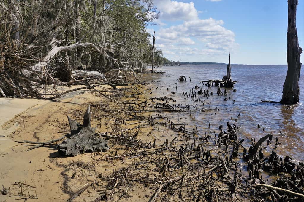L’élévation du niveau de la mer aboutit à la mort des forêts côtières. © NCWetlands, Flickr