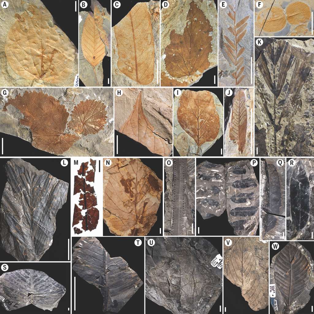 Exemples des fossiles de feuilles de plantes dominant la flore après l’impact de l’astéroïde (Menispermacées, Salicacées, Euphorbiacées, Fabacées…). © Mónica Carvalho et al, science, 2021