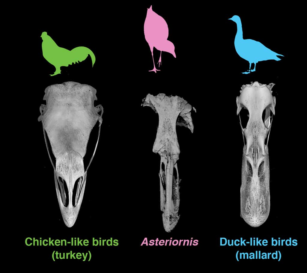 <i>Asteriornis maastrichtensis, </i>à mi-chemin entre la poule, la dinde et le canard. © Daniel Field, université de Cambridge