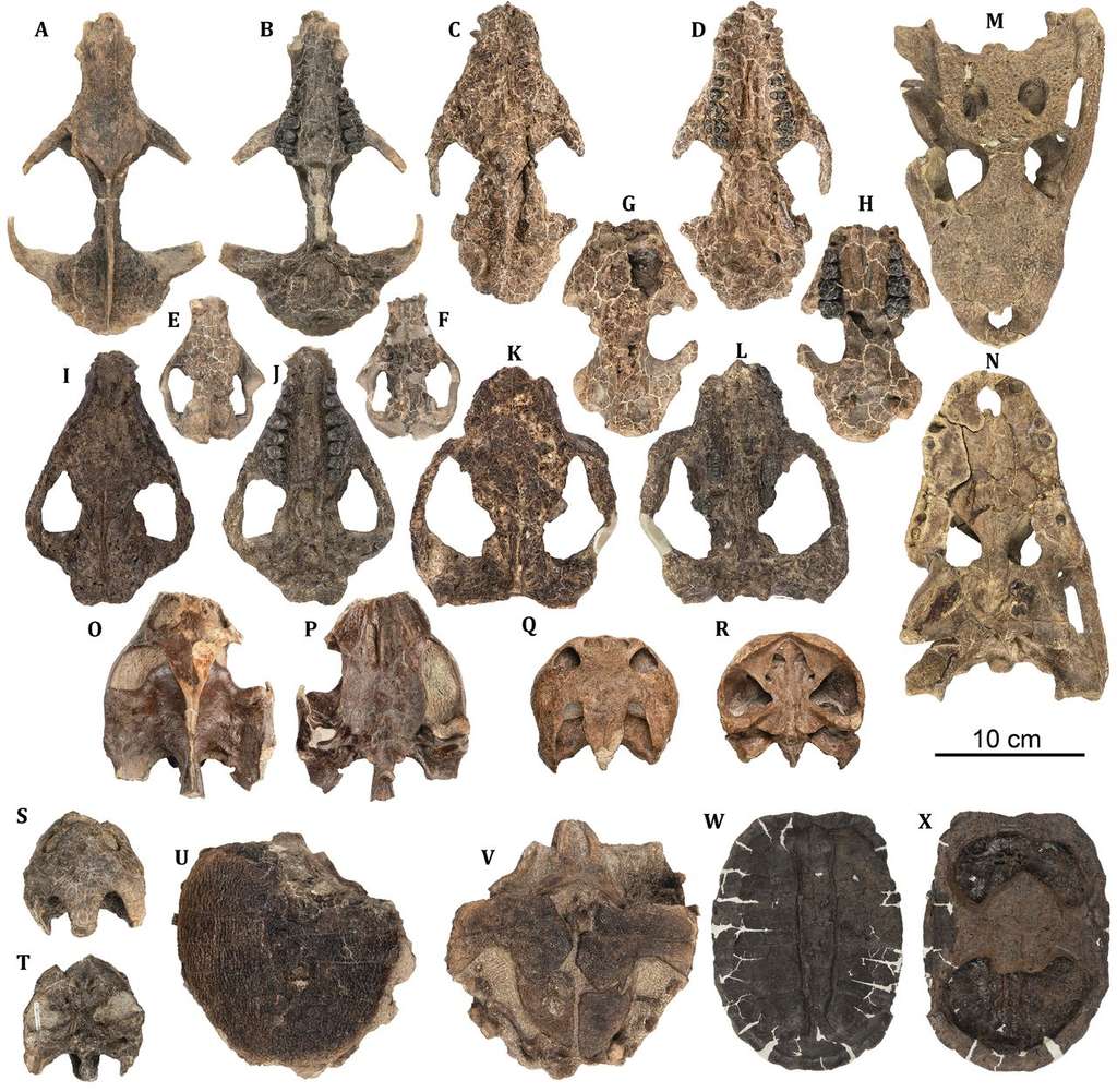 Un échantillon représentatif des fossiles de vertébrés retrouvés sur le site de Corral Bluffs. Au fur et à mesure du temps, les animaux sont de plus en plus gros et diversifiés. © Tyler Lyson et al, Science, 2019
