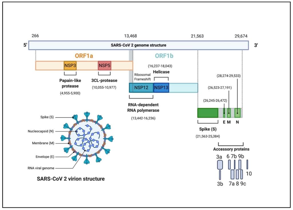 Le coronavirus SARS-CoV-2 est constitué d’un brin d’ARN unique de 29.674 nucléotides, dont chacune est susceptibles de muter lors de la réplication du virus. © Pathogens 2020