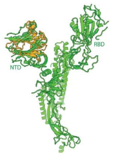 Les galectines (en jaune) sont sensibles à la température et modifient la structure de la protéine de pointe (en vert) lorsqu’il fait plus chaud. © Gustavo Caetano-Anollés et <em>al., Methods in Microbiology</em>, 2021