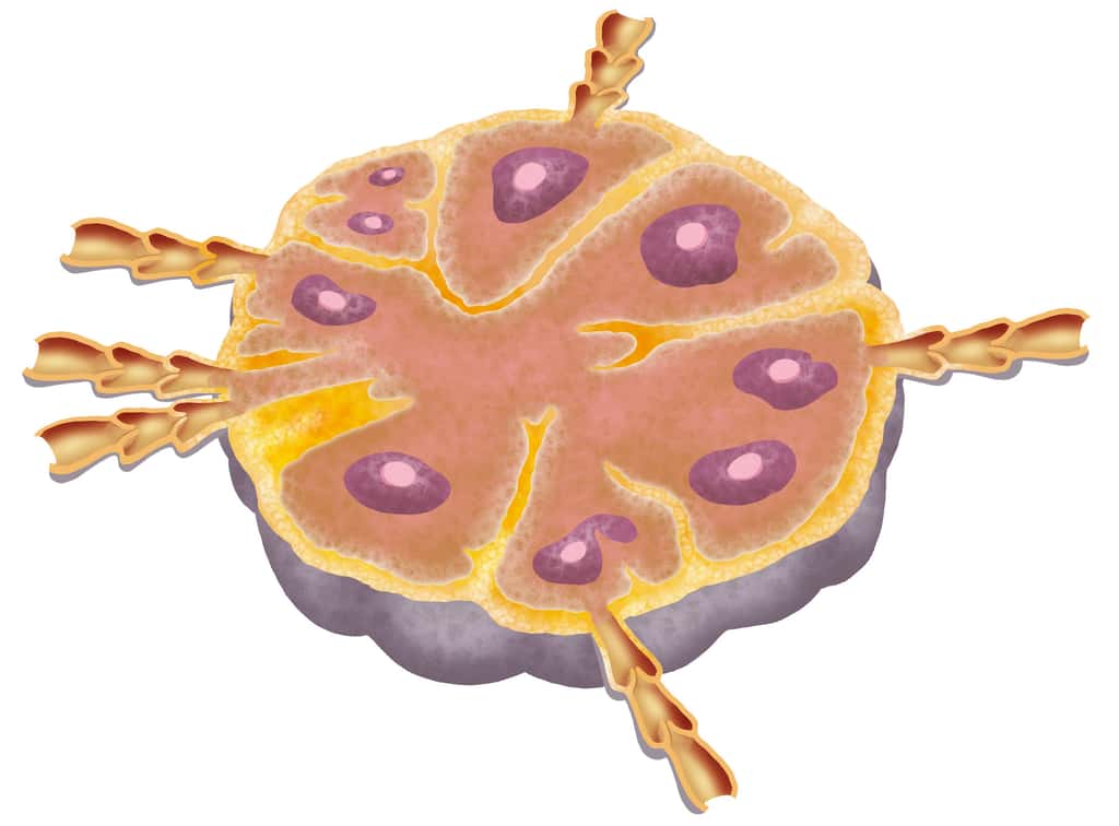 Les ganglions lymphatiques sont le lieu où se mature la réponse immunitaire. © nicolasprimola, Adobe Stock