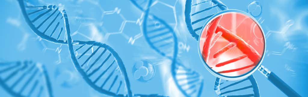 Seule une petite partie de notre ADN est unique à <em>Homo sapiens</em>. © Giovanni Cancemi, Adobe Stock