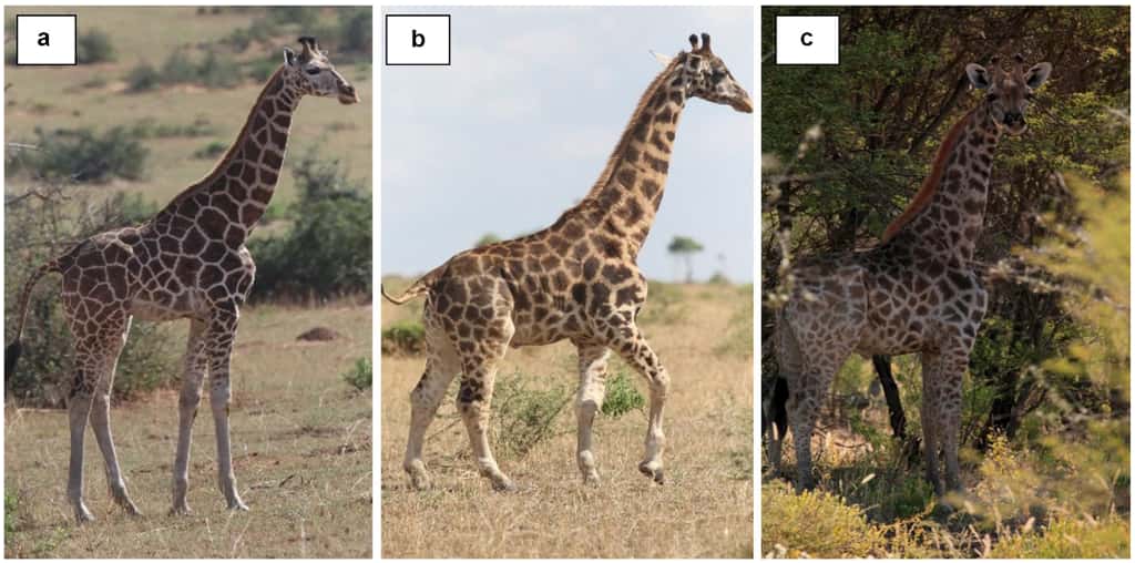 a : la photo d’une girafe normale. b : la girafe naine photographiée dans le parc de Murchison Falls en Ouganda. c : la girafe naine observée dans une ferme de Namibie. © Michael Butler Brown et Emma Wells, BMC Res Notes, 2020