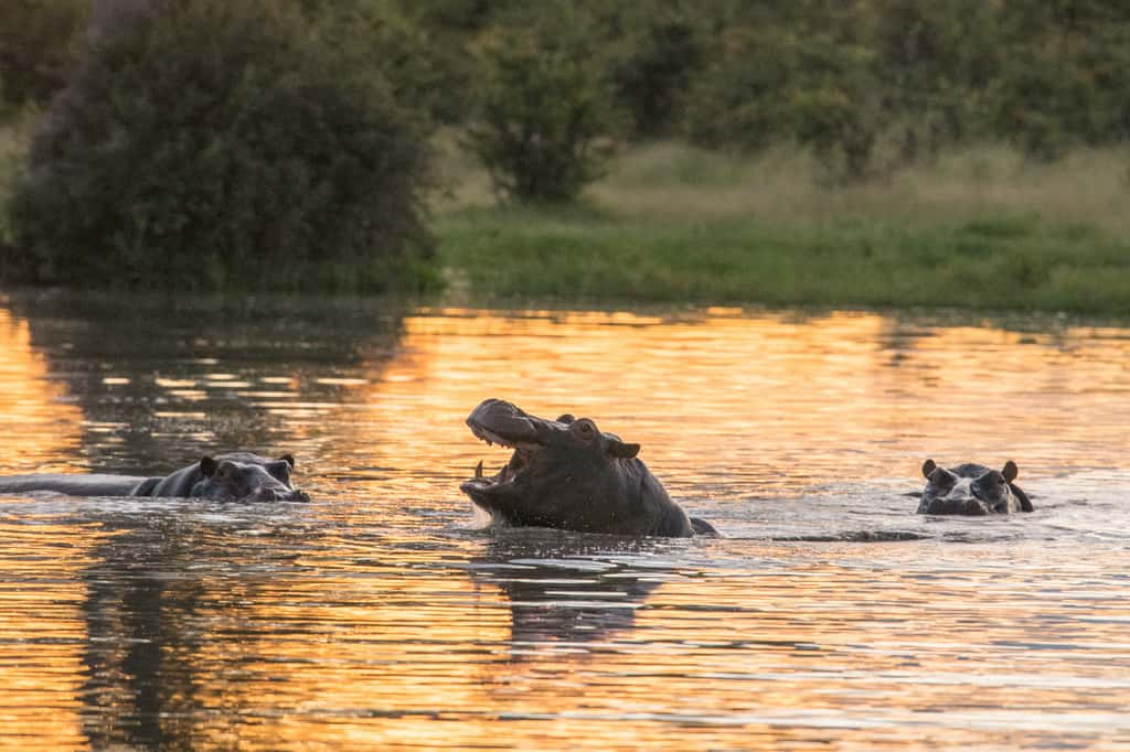 Avec leurs déjections, les hippopotames asphyxient les rivières. © vaclav, Adobe Stock