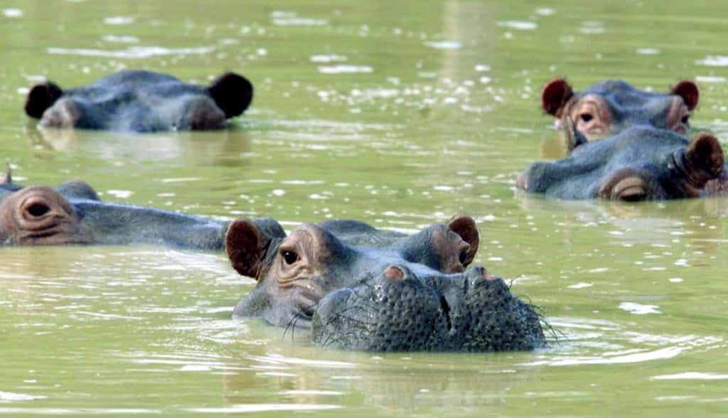 De quatre hippopotames en 1993, la population d’hippopotames est passée à une centaine en 2020. © FICG.mx, Flickr
