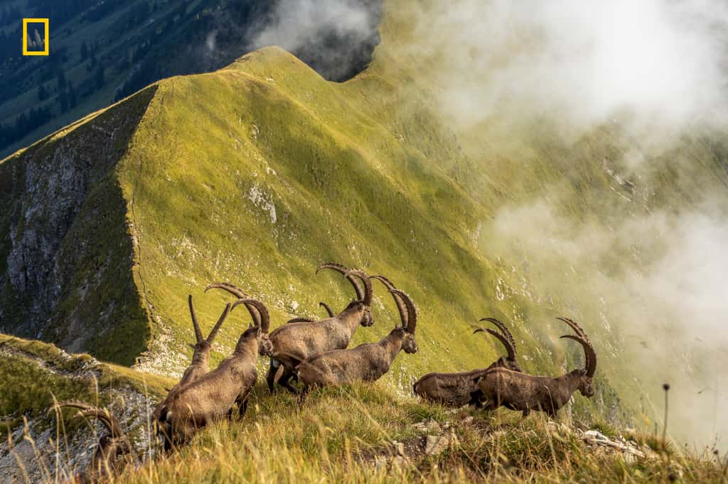 « <em>Roi des Alpes</em> », mention honorable catégorie Nature. © <a href="https://yourshot.nationalgeographic.com/photos/13653590/" target="_blank">Jonas Schäfer,</a> <em>2019 National Geographic Travel Photo Contest</em>