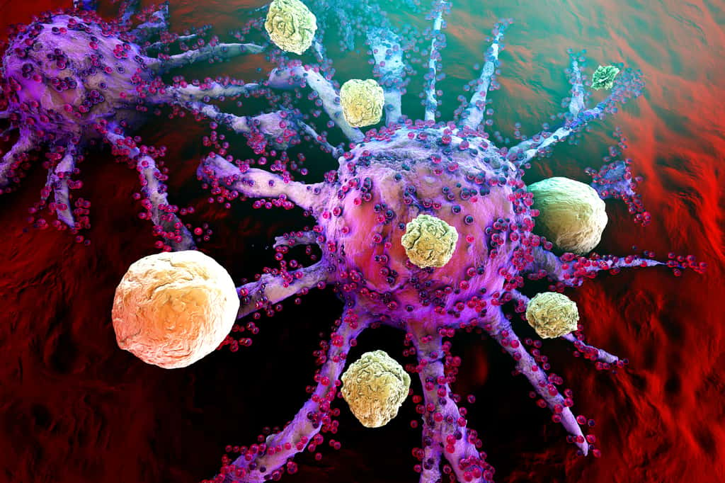 Stimulées par le virus, les cellules immunitaires vont s’attaquer aux cellules cancéreuses. © Spectral-Design, Fotolia
