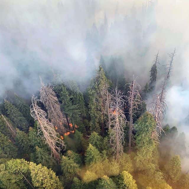 Le feu géant de Colony menace directement les plus grands séquoias du monde. © sequoiakingsnps, Instagram