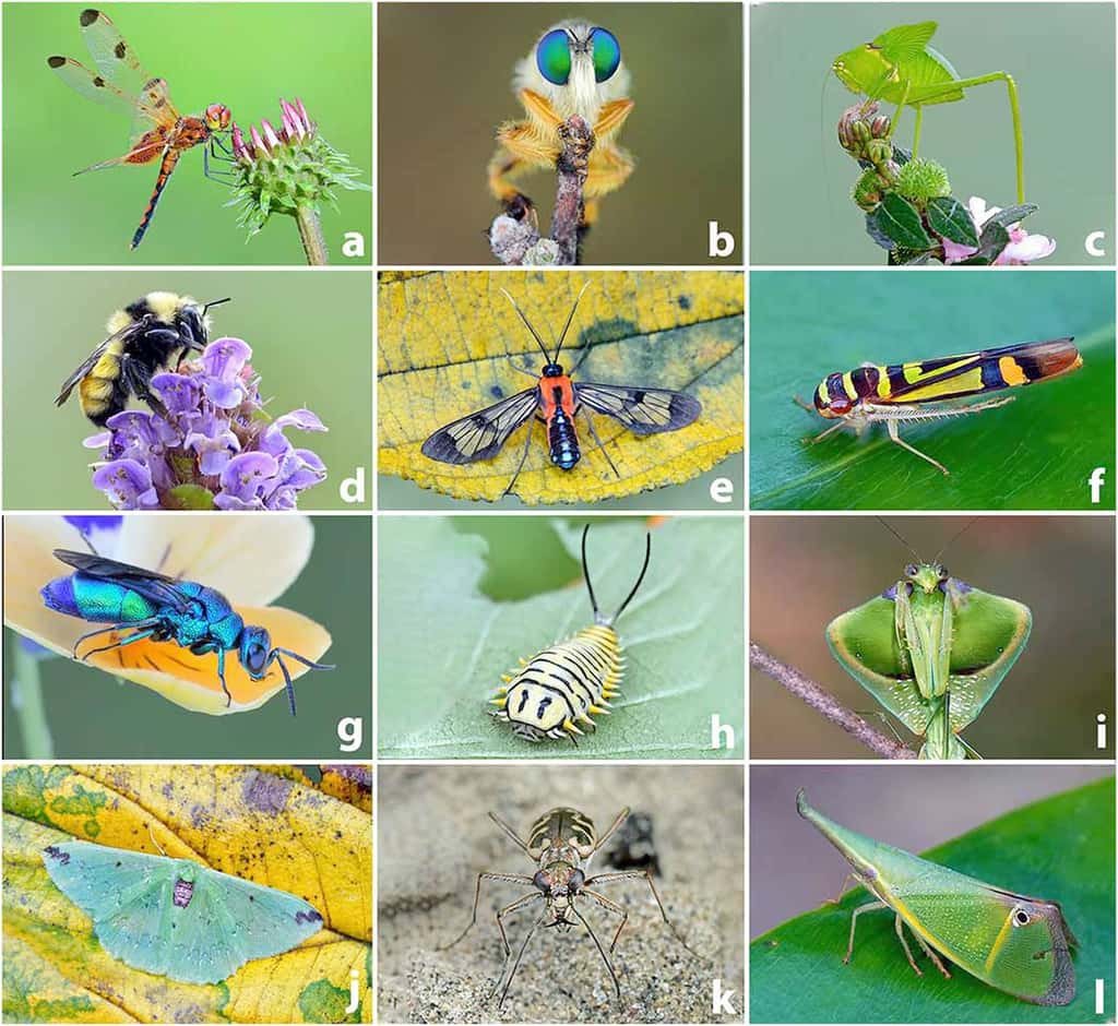 La très grande diversité des insectes rend difficile une évaluation de leur déclin. © Michael Thomas